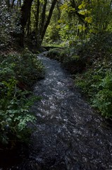 Handois valley, Jersey, U.K. Stream through a forest.