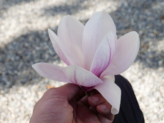 Whit magnolia flower, tree, close up