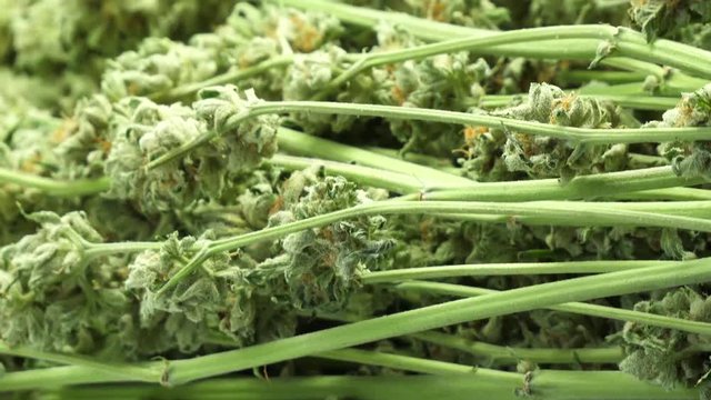 Finished Cannabis, hemp, marijuana, weed product, master kush, close up