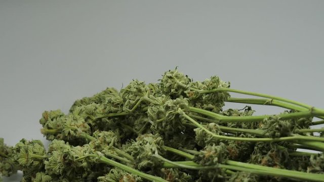 Cannabis Bl&uuml;ten, Master Kush, Nahaufnahme, Weed