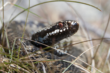 Venomous viper species