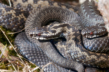 Venomous viper species