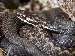 Venomous viper species