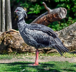 Southern screamer also known as the crested screamer. Latin name - Chauna torquata