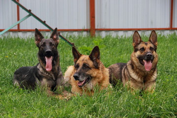 three German shepherds on the grass
