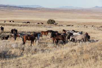 Fototapeta na wymiar Wild Horses in Utah in WEinter