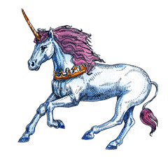 Unicorn isolated on white background. Fairy-tale character.