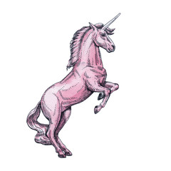 Unicorn isolated on white background. Fairy-tale character.