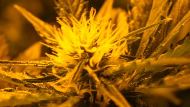 Cannabis, marijuana indoor grow, flower season with big buds
