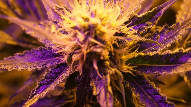 Cannabis, marijuana indoor grow, flower season with big buds