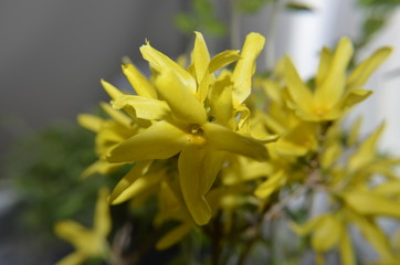 forsythia