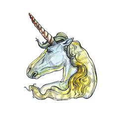 Unicorn isolated on white background. Fairy-tale character.