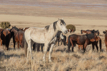 Wild Horses in Utah in WEinter