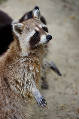 View of standing common raccoon