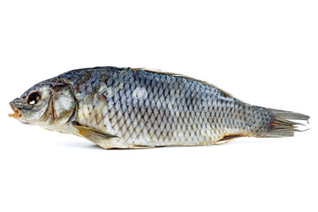 Cured carp fish isolated on a white background
