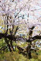 桜のある庭園　タテ