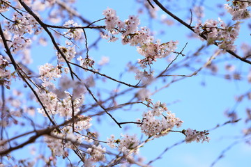 青空と桜　ヨコ