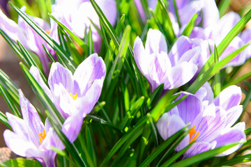 Spring flowers specific - a group of violet crocuses blooming in close-up