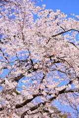 ピンクの桜と青空