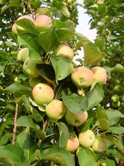 сад и огород