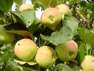 сад и огород