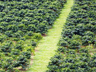 Plantation de café au Costa Rica