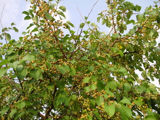 сад и огород