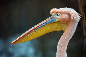 White pelican`s head. Latin name - Pelicanus onocrotalus
