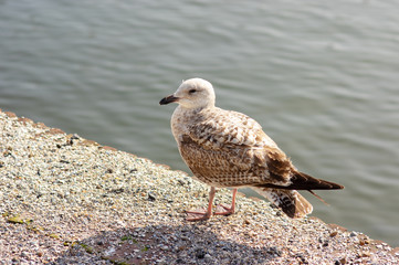Close-up of a black and white gull in the sun