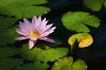 １輪の紫のハスの花