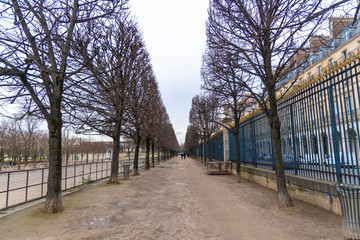 Alignment of trees in a park in Paris. Row Of Trees in winter.