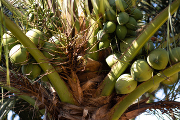Green young coconuts on a coconut tree - Ko Chang, Thailand, April 2018