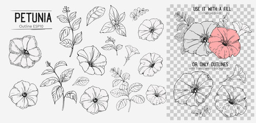Set of petunoa flowers. Hand drawn illustration converted to vector. Isolated - obrazy, fototapety, plakaty
