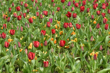Forêt de tulipes variées dans un parterre de fleurs à côté du Palais des Colonies au parc de Tervuren
