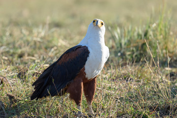 Adler