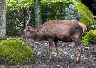 European red deer male. Latin name - Cervus elaphus hippelaphus