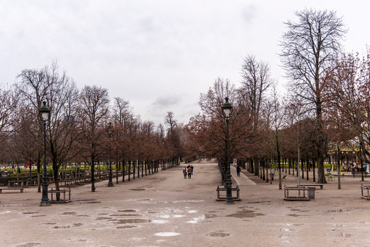Trees in a park in Paris, France. Row Of Trees in winter.