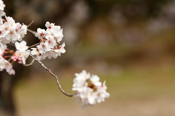 桜