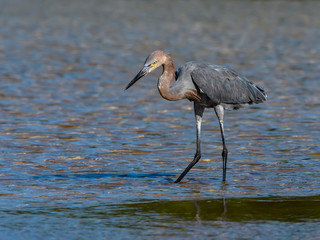 Reddish Egret Foraging on the Pond
