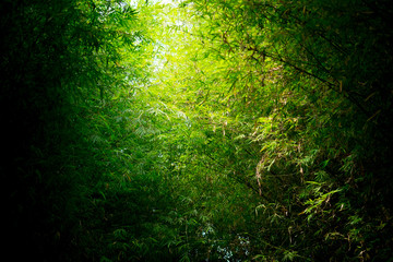 Bamboo forest with sunlight