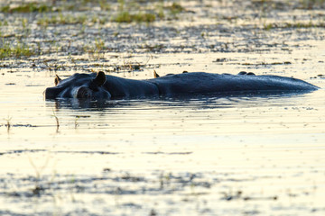 Fototapeta premium Flusspferd