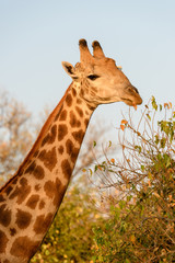 Giraffe