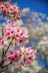 Super cherry blossom at Peter F. Schabarum Regional Park, Hacienda Heights