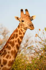 Giraffe