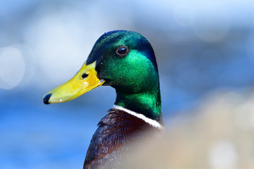 Stockente im Fr&uuml;hjahr w&auml;hrend der Balz