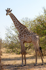 Giraffe
