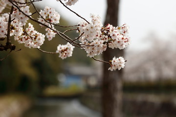 桜