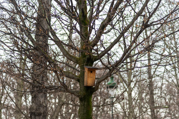 Trees in a park in Paris, France. Trees in winter. A bird house with a nest on a tree trunk, the forest in the background