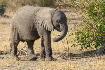 Fototapeta premium Elefant