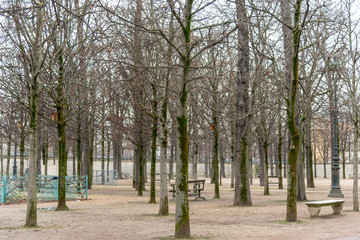 Trees in a park in Paris. Row Of Trees in winter.